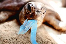 green technology solution - Plastic bag ban