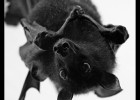 The Benefits of Bats in and Around Your Home
