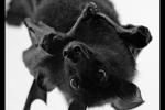 The Benefits of Bats in and Around Your Home