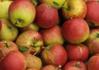 apple tree -Man grows 250 kinds of apples on the same tree