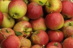 Man cultivates 250 varieties of apple in One Tree